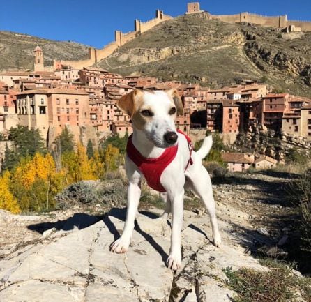 Foto de Pipper en su visita a Albarracín