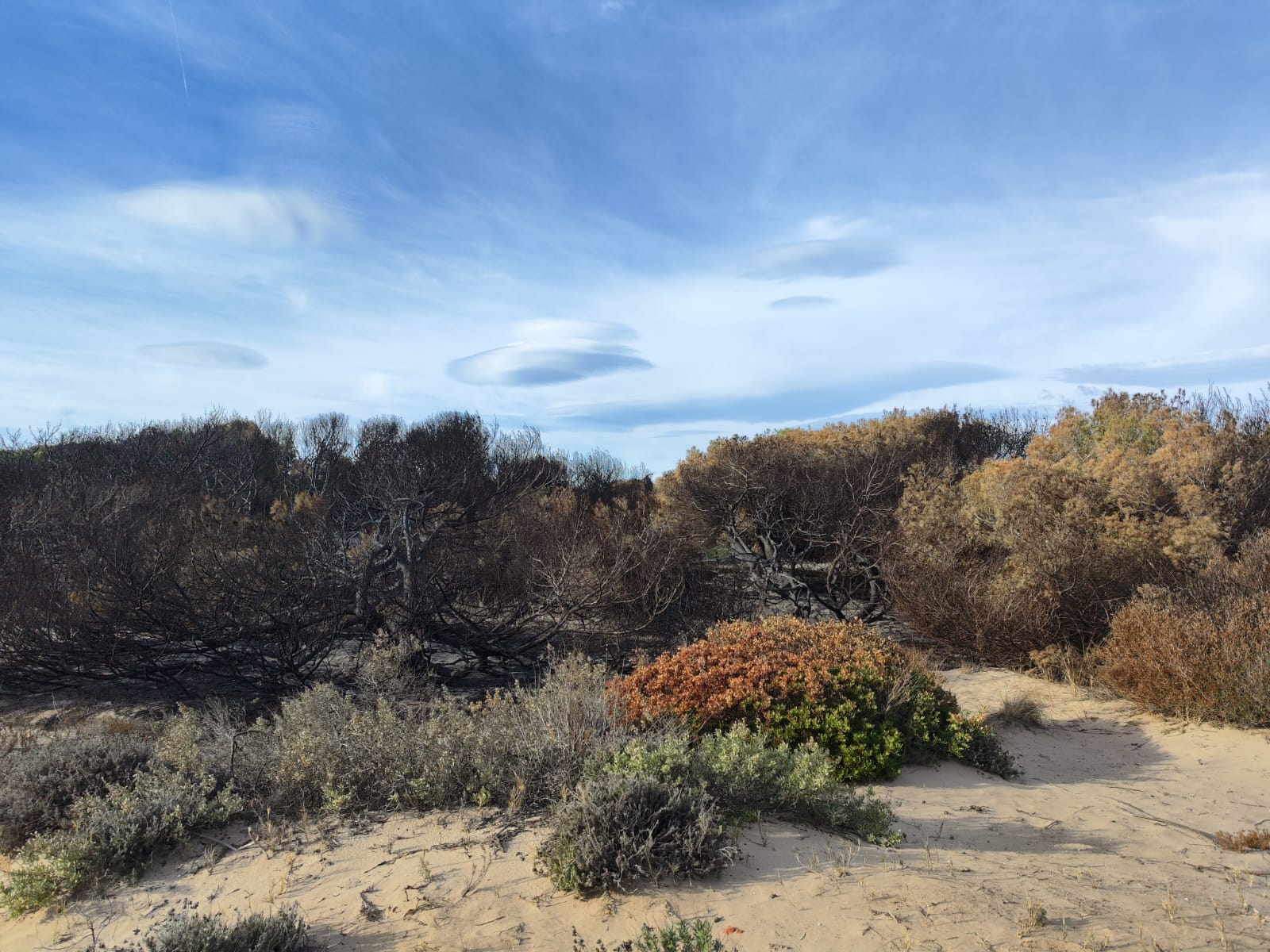 Superficie calcinada por los últimos incendios en el bosque de El Saler