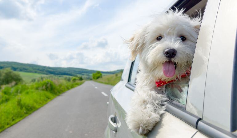 Cómo viajar con un perro en el vehículo.