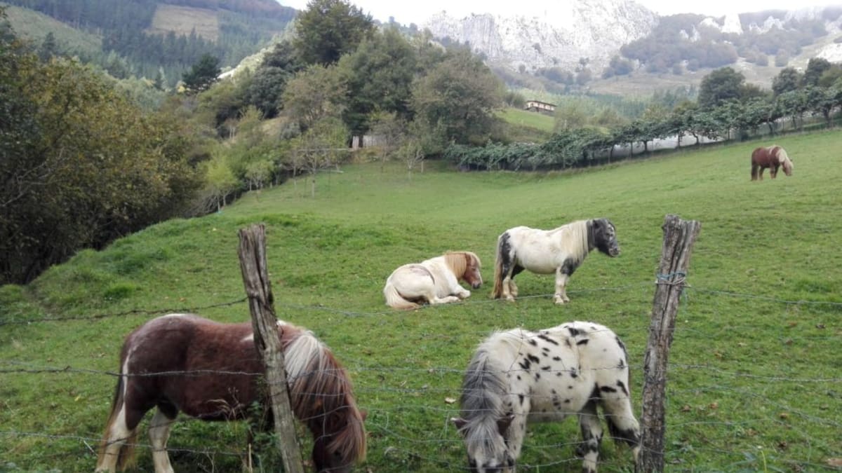 De la "Suiza alavesa" a los vinos atlánticos