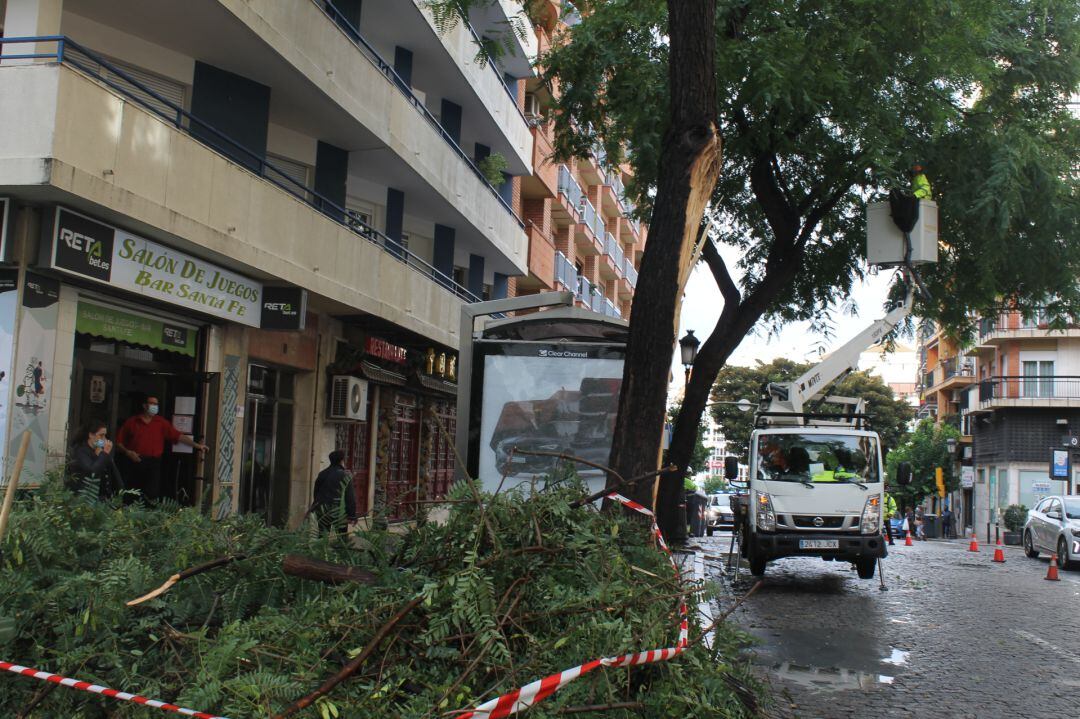 Operarios municipales trabajan para retirar los árboles caídos en la capital.