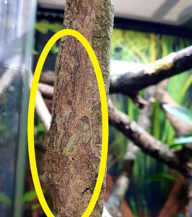 El geco está camuflado en el tronco.