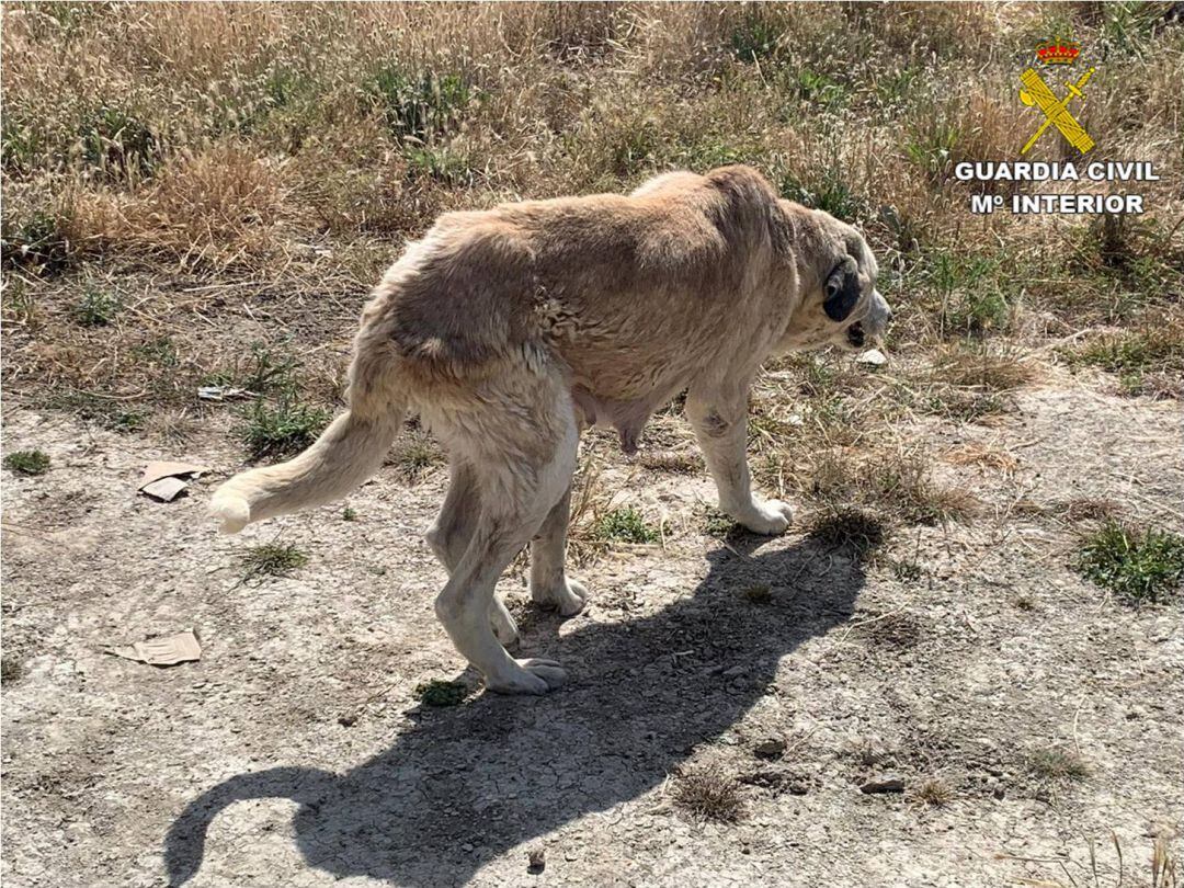 Los agentes encontraron una perra de raza mastín español, con heridas en la piel y &quot;moribunda&quot;