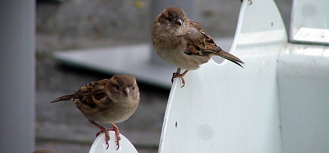 &quot;Las ciudades son ambientes novedosos y complejos para la fauna, por lo que resultan un reto para ella&quot;, ha explicado el investigador del CSIC en la Estación Biológica de Doñana Alejandro González