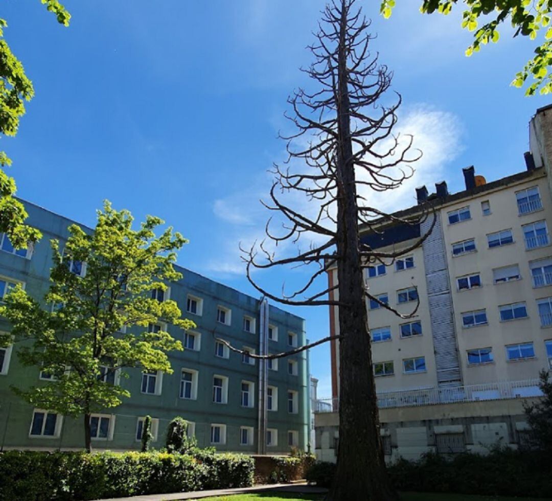 Jardín de la secuoya en Vitoria