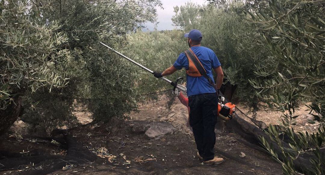 Un jornalero trabaja en un tajo durante la campaña.