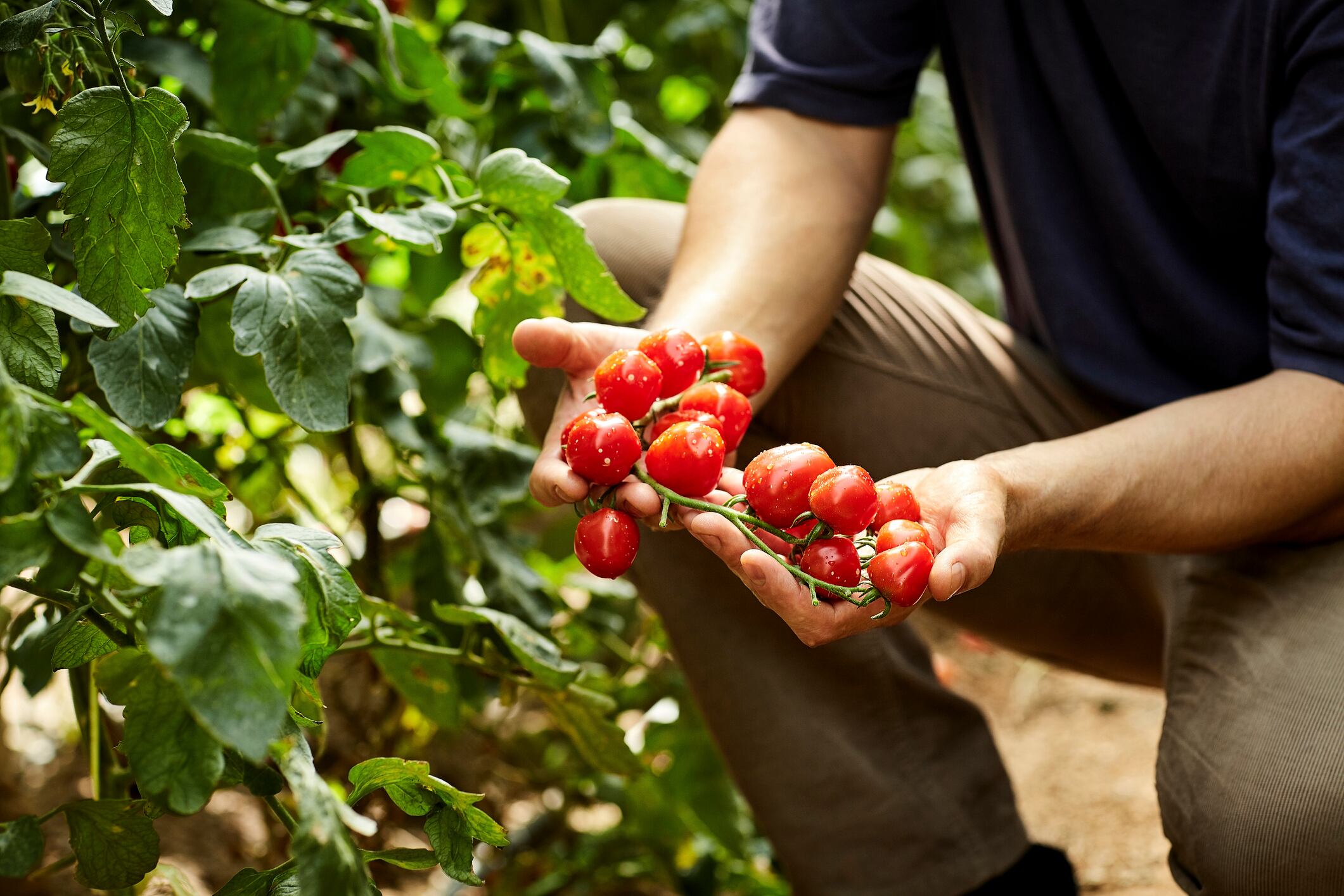 Los agricultores de Águilas muy preocupados por la cosecha del tomate.