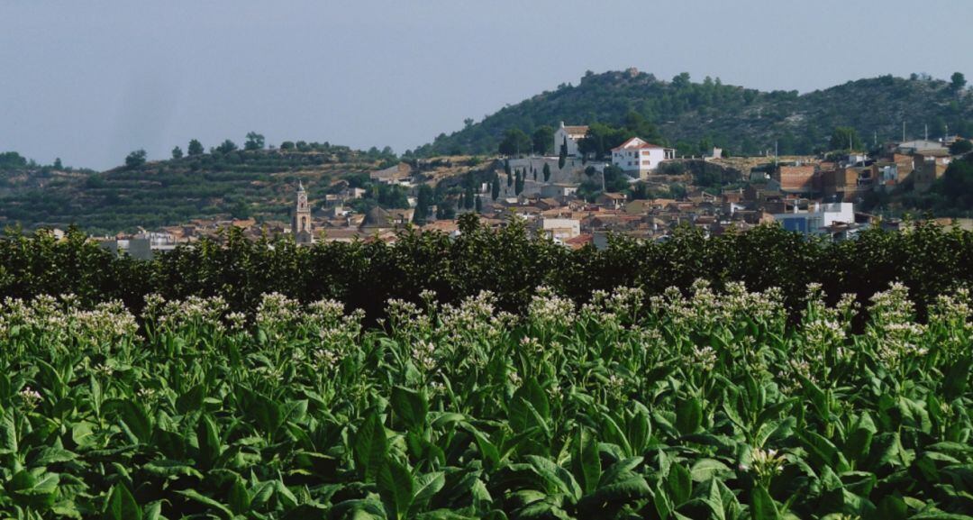Vista general de Navarrés.