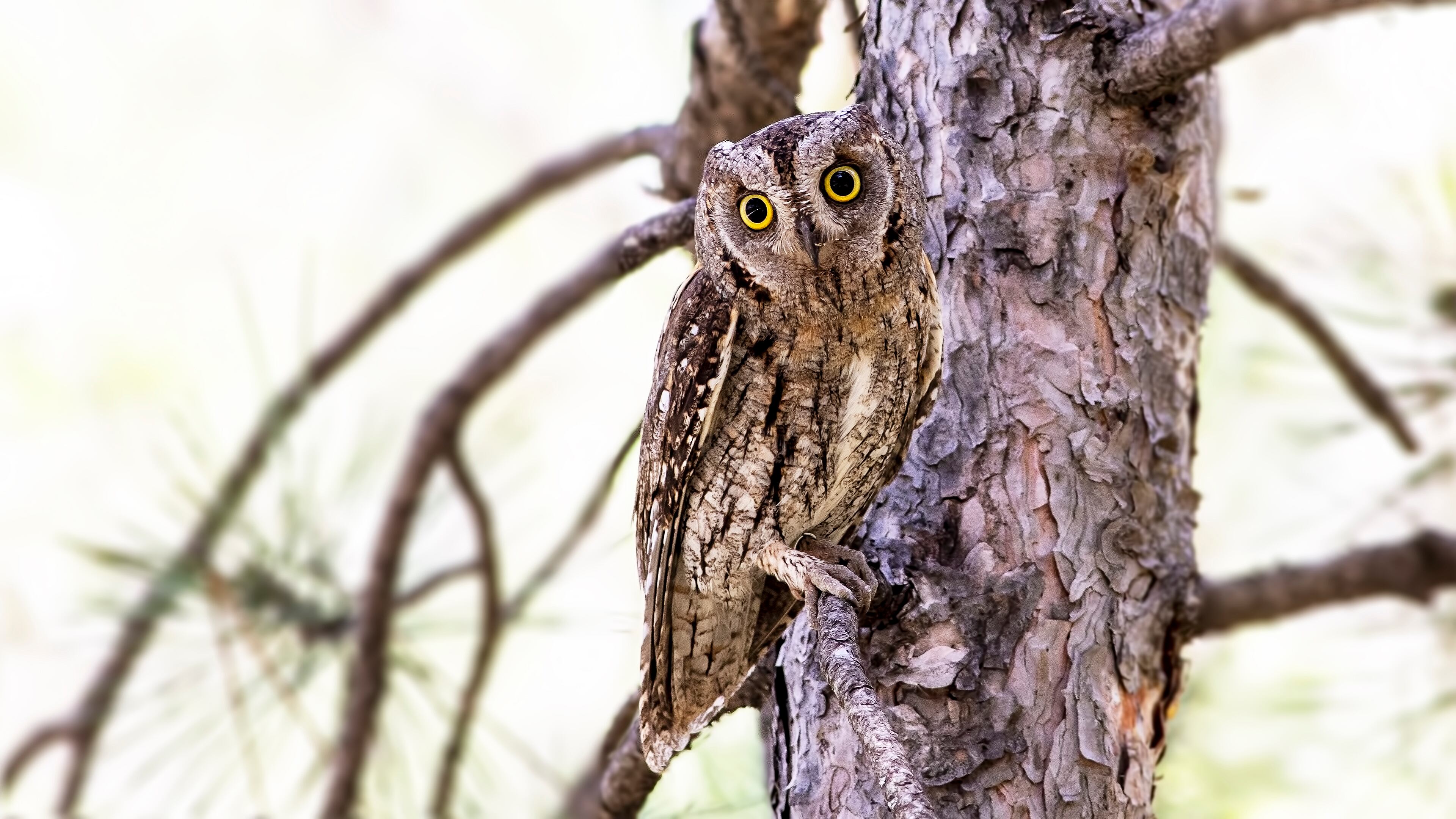 Muere atropellada en Santander una hembra de autillo que tenía cinco crías