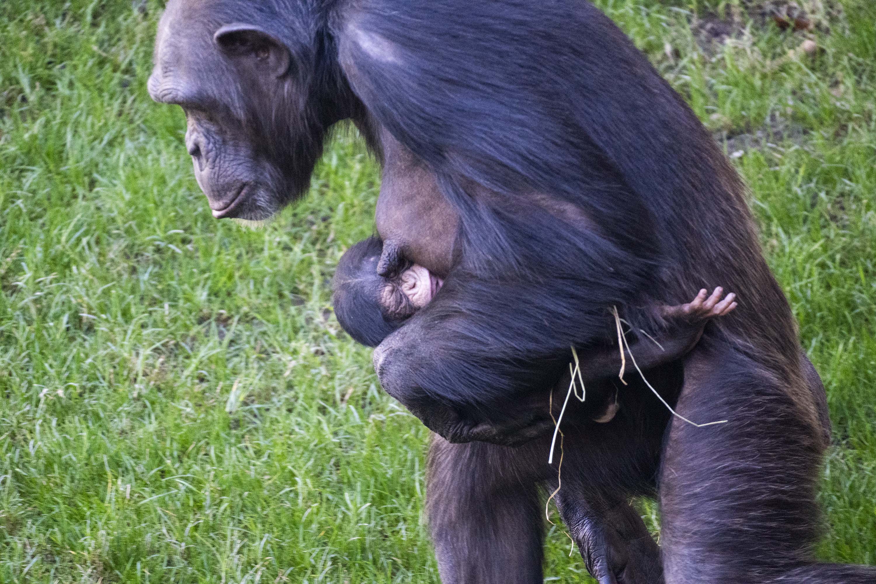 Nace un segundo chimpancé en peligro crítico de extinción en BIOPARC València