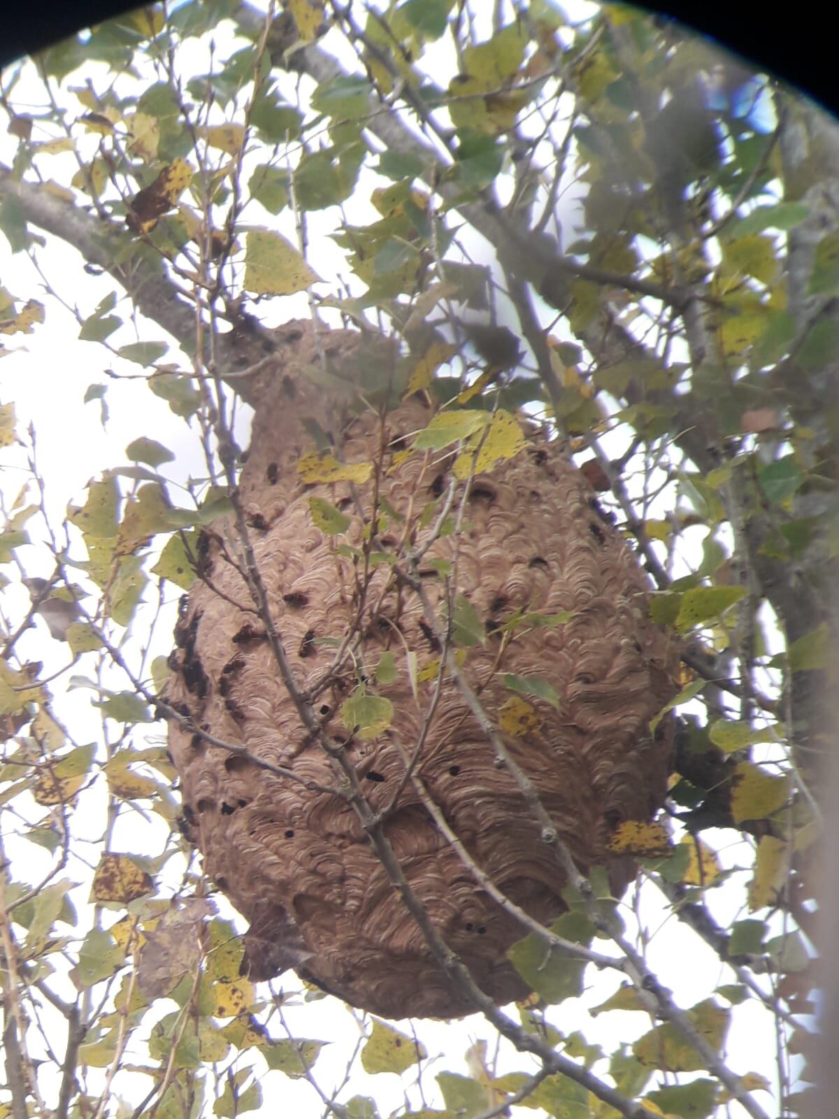 Nido Avispa Asiática.