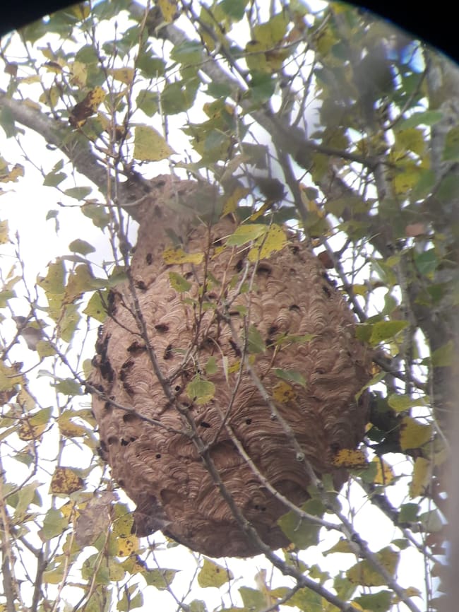 Nido Avispa Asiática.