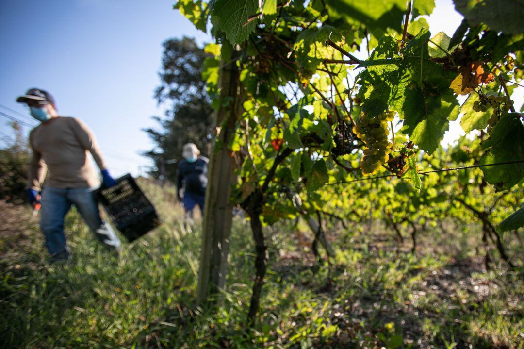 Archivo - Trabajadores de la Bodega Txabarri recogen uvas durante la vendimia para producir txakoli