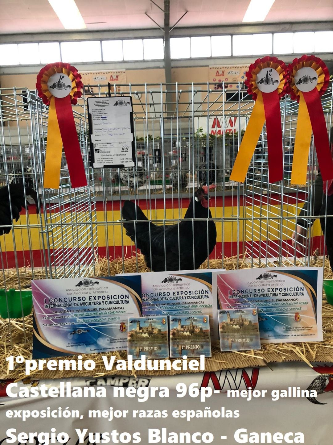 Un ejemplar de gallina castellana negra premiada en un certamen