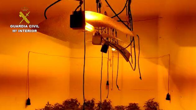 Sistema de cultivo indoor de marihuana desmantelado por la Guardia Civil en una vivienda ocupada ilegalmente en Utrera