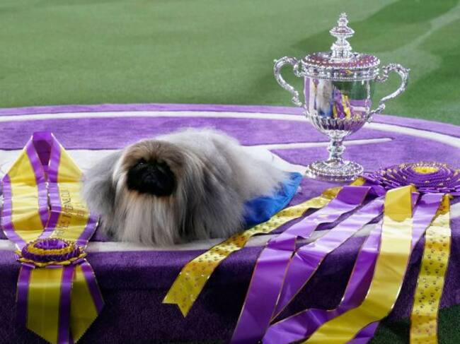 Wasabi, con sus galardones.