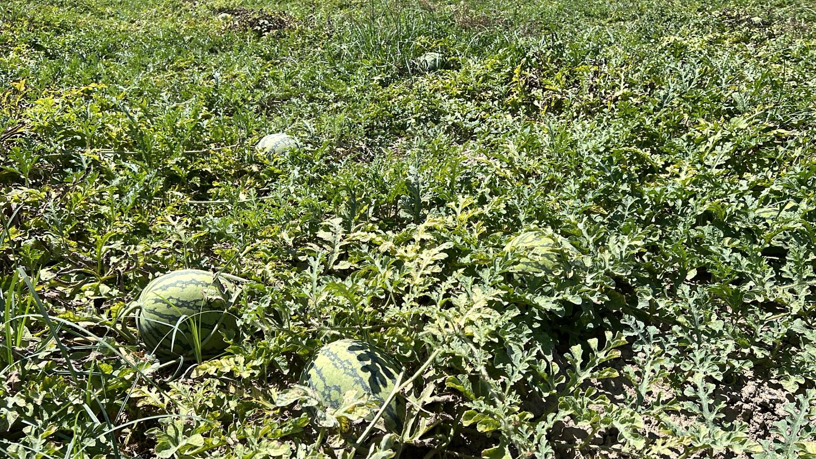 Plantación de sandía en el campo de Tercia