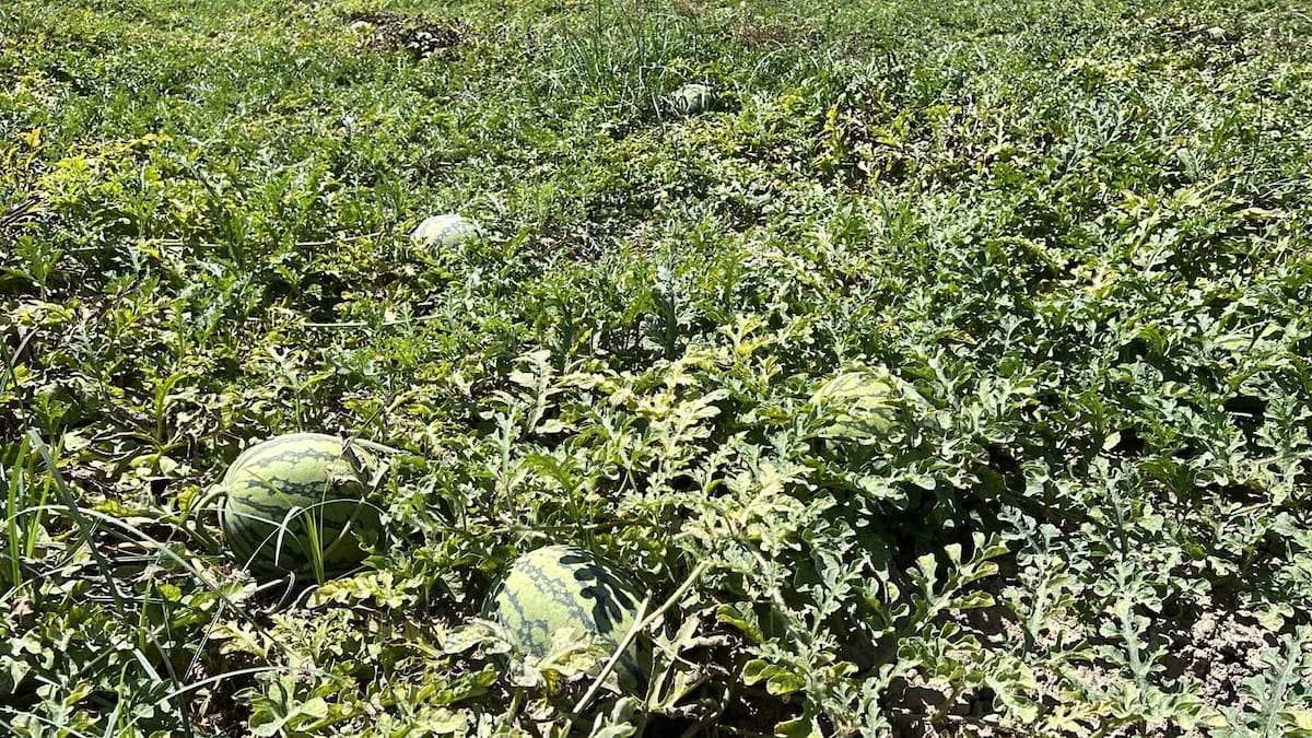 Plácido Pérez-Chuecos, presidente de Coag