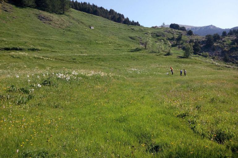 El Govern senyalitzarà amb cartells la prohibició d'entrar a propietats privades d'ús agrari amb el gos, sota multa de 300 euros.