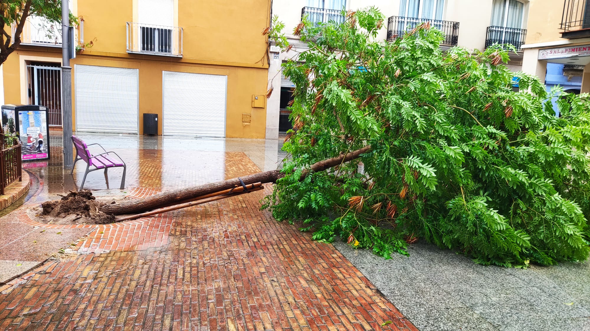 Árbol caído en la plaza Loreto de Gandia.