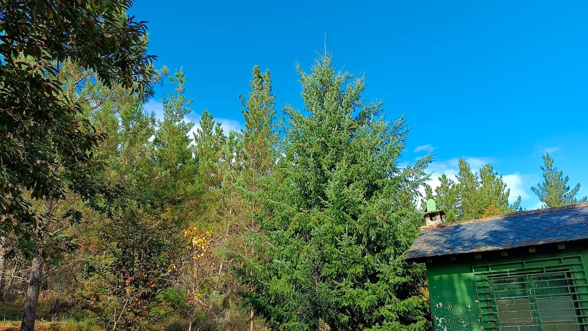 Vuelve la inquietud a Sancedo ante un nuevo intento de la empresa Comile de hacerse con las viejas fincas de la MSP