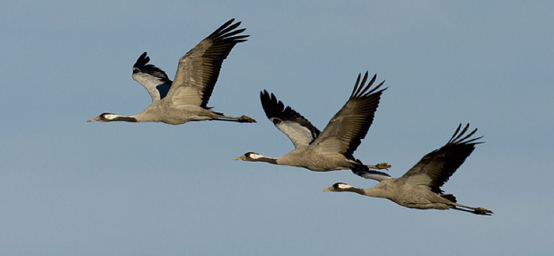 Día Mundial de las Aves