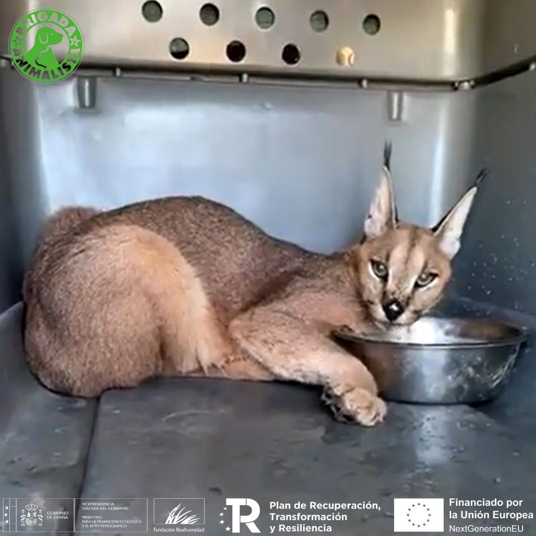 Caracal capturado