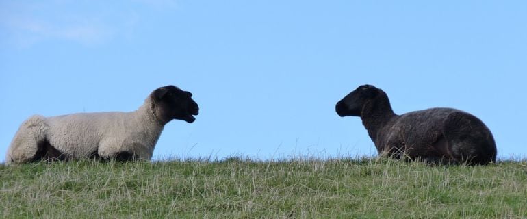 Una oveja blanca y una negra.