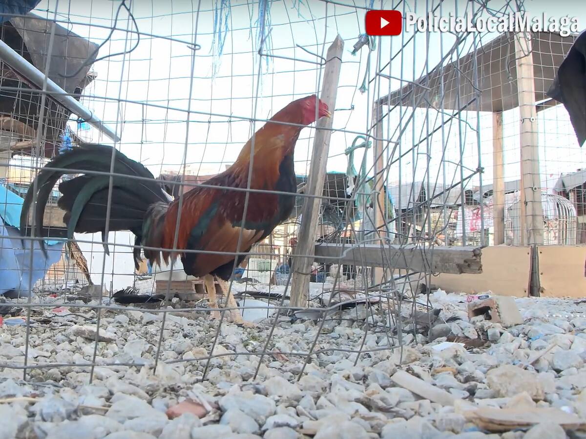 Incautan 200 gallos y palomos que usaban para peleas en varias azoteas de Palma-Palmilla