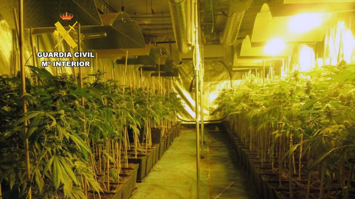 La Guardia Civil desmantela dos plantaciones de marihuana con casi 1.900 plantas