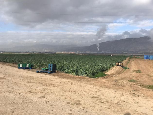 Imagen de una plantación en Alhama