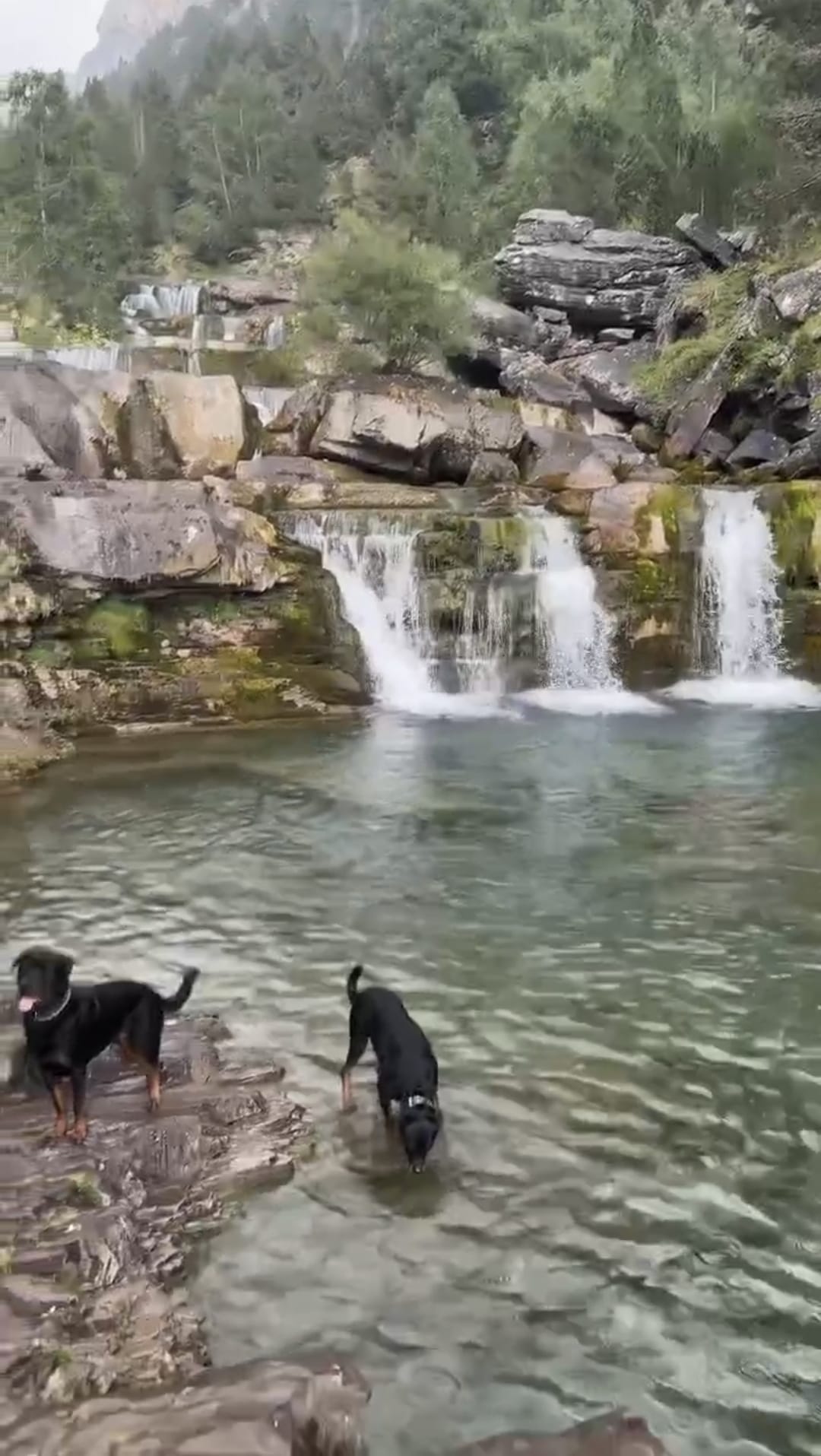 Captura de imagen de los perros, sueltos y sin bozal, bañándose en una poza