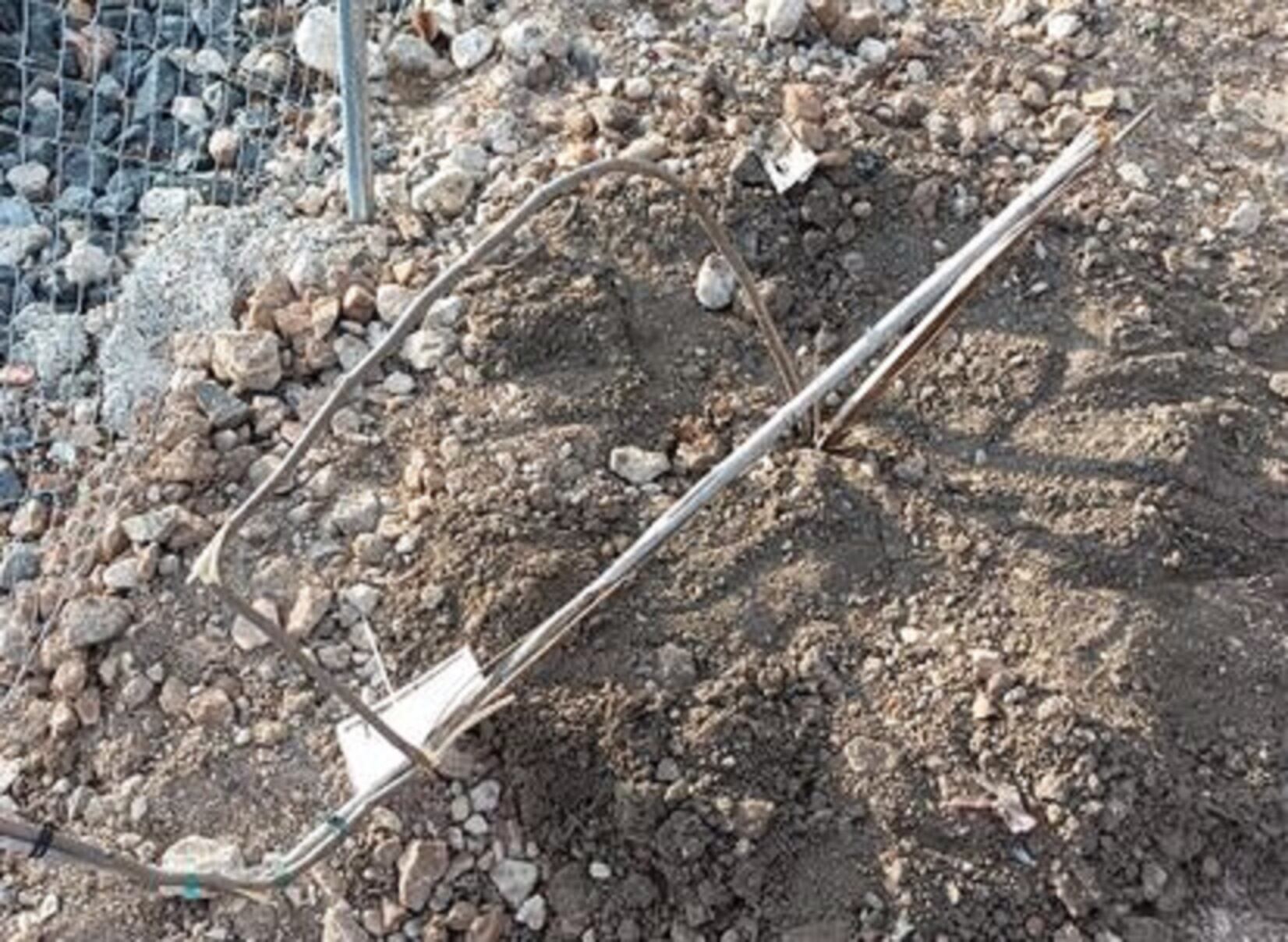 Así quedaron varias plantas tras los actos vandálicos.