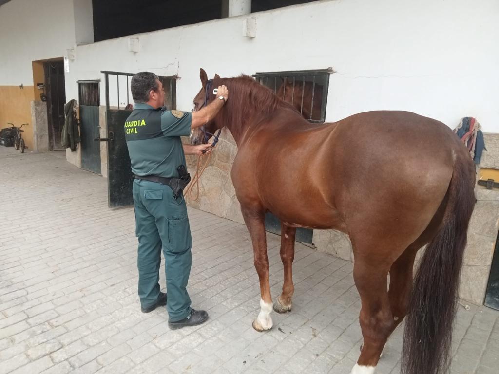 Un agente de la Guardia Civil con un caballo.