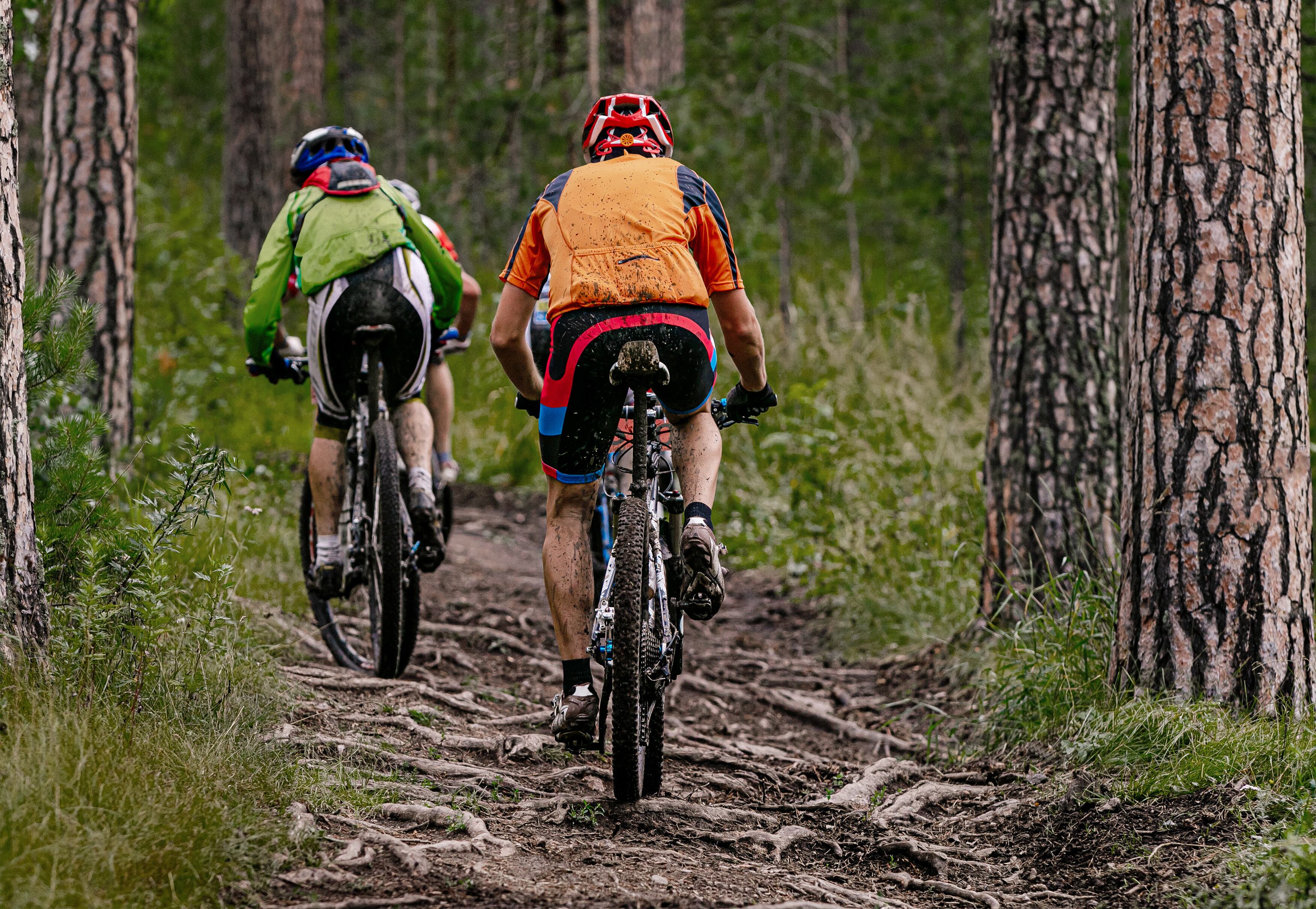 Ciclistas en pistas forestales