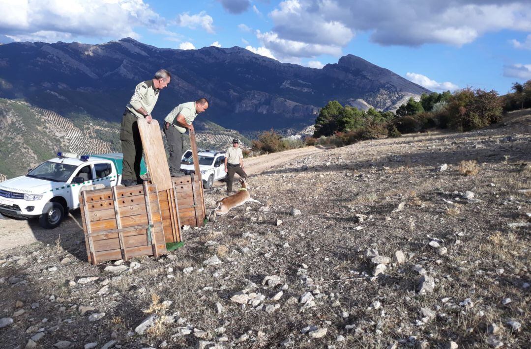 Suelta de uno de los ejemplares de cabra montesa.