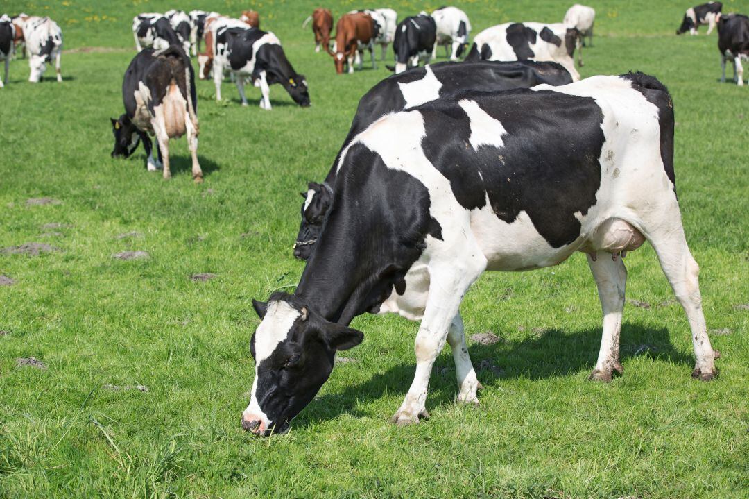 El Consejo Agrario Provincial da a conocer los precios máximos y mínimos que regirán en 2021 para el aprovechamiento de los pastos en cada zona ganadera