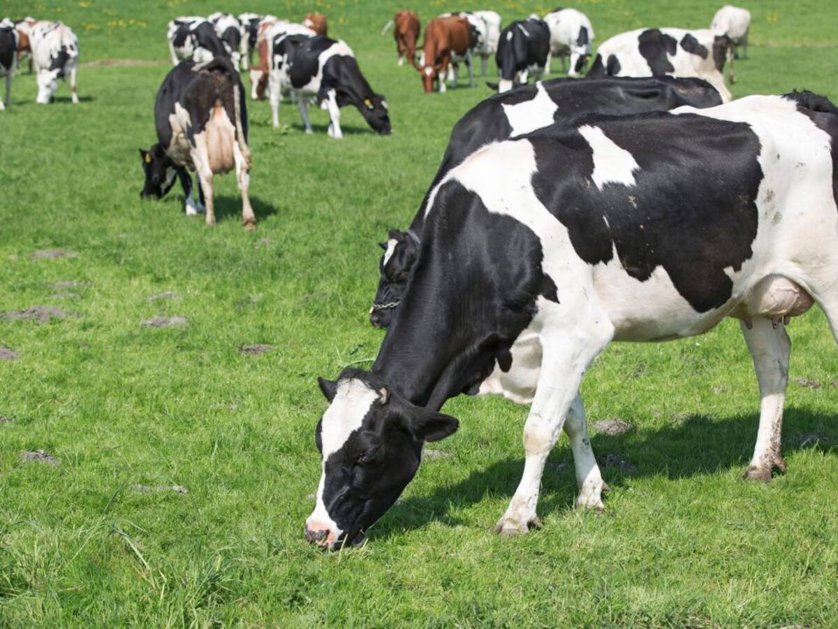 El Consejo Agrario Provincial da a conocer los precios que regirán en 2021 para el aprovechamiento de pastos