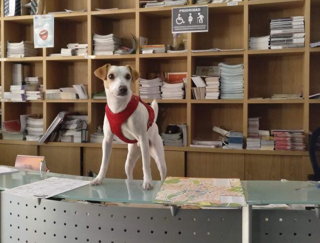 Pipper se ha pasado por la Oficina de Información Turística de la Casa de las Carnicerías para recoger un mapa de la ciudad