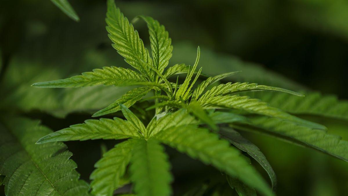 Una planta de cànnabis. Andorra Endavant pregunta al Govern pels estudis i assessoraments per al cultiu al país de cànnabis terapèutic.
