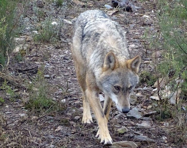 Se descarta el envenenamiento como causa de la muerte de una loba en Ventanilla (Palencia)