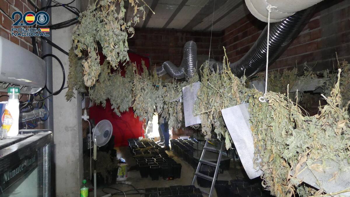 Detenido en Andújar un vecino que ocultaba 650 plantas de marihuana