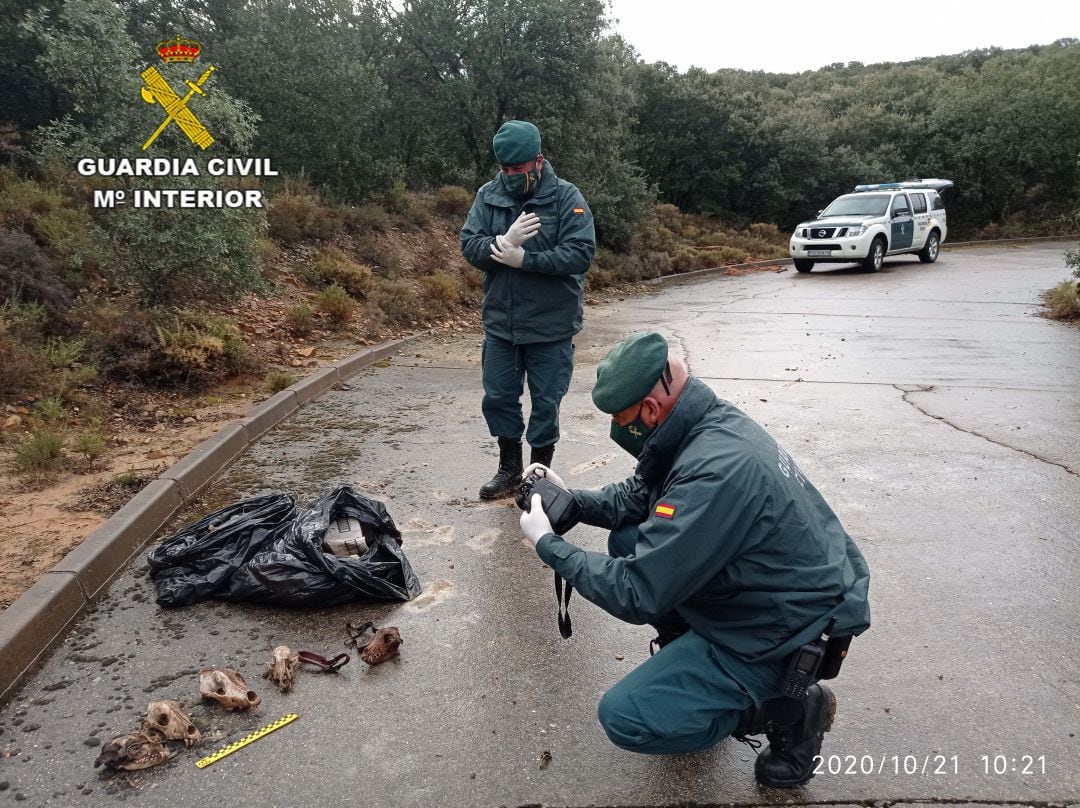 Restos óseos de animales en El Casar