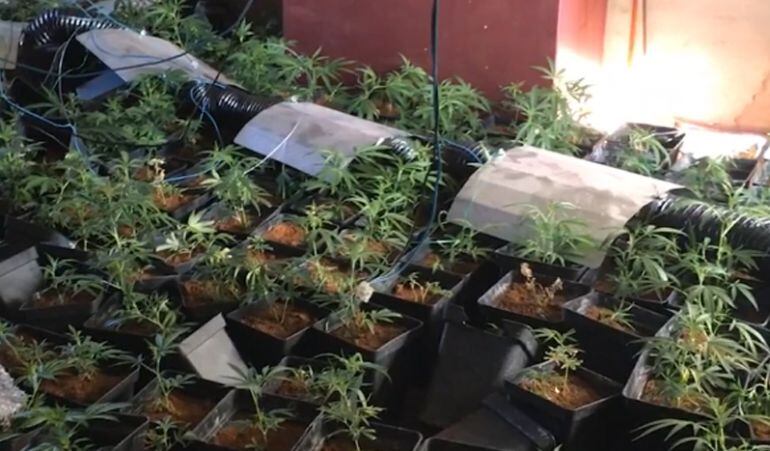 Plantación de marihuana en una vivienda de Gargantilla de Lozoya