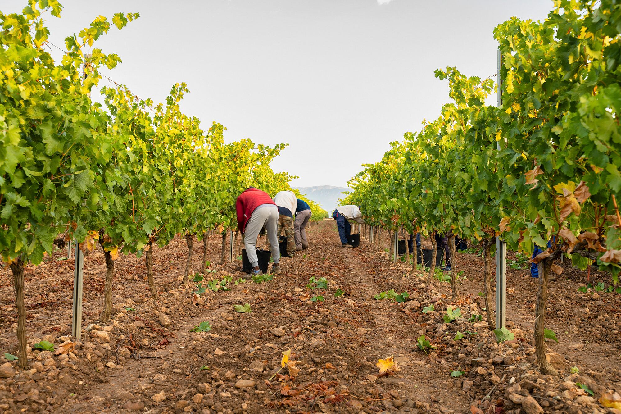 Vendimia en Rioja Alavesa