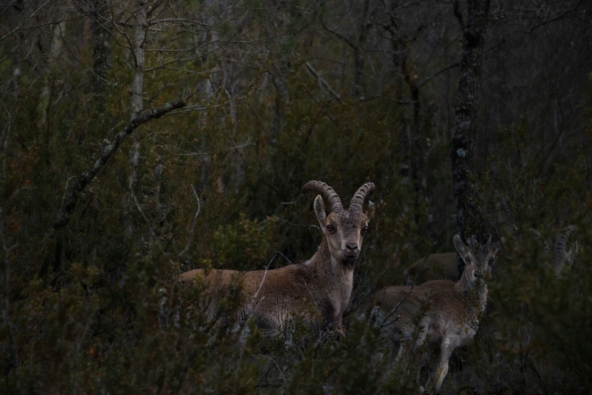 10_Joven_Sira de Gispert