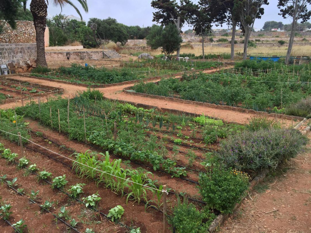 Ciutadella treu les bases per adjudicar set horts més.