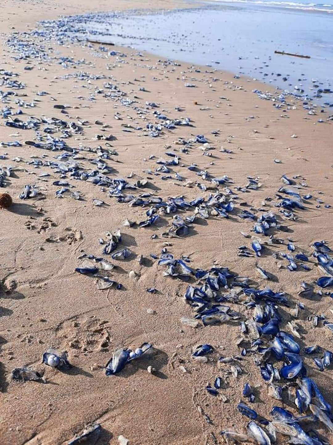 Medusas velero en el litoral de la Safor 