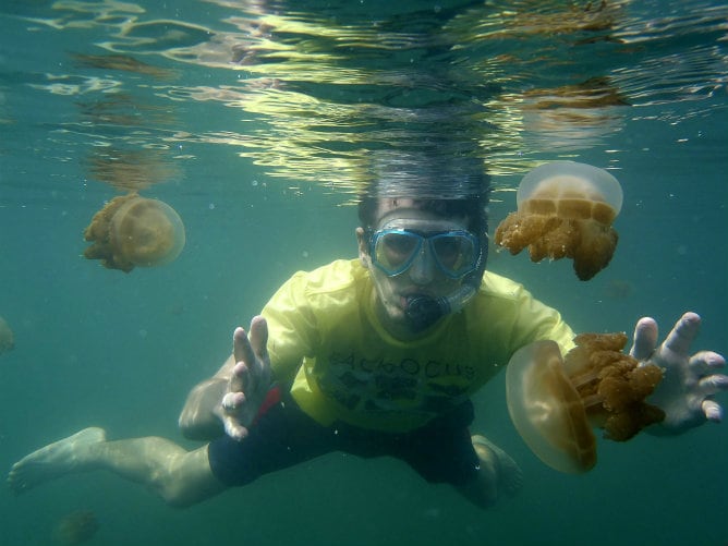 Las medusas del lago de agua salada de Kabakan, tienen una particularidad: han perdido el poder urticante en un hábitat sin especies depredadoras