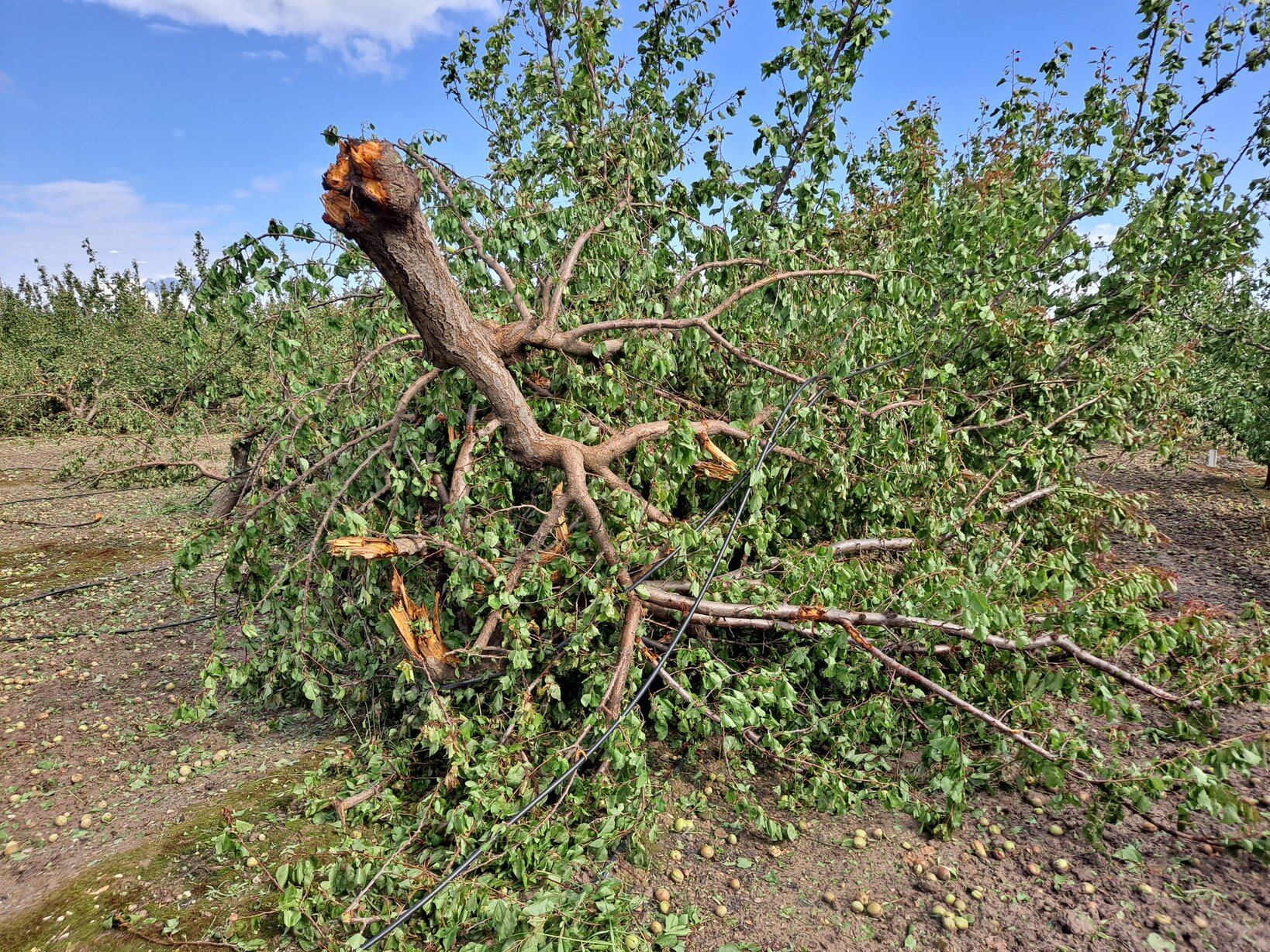 Un tornado arrancó albaricoqueros en esta finca de la comarca del río Mula